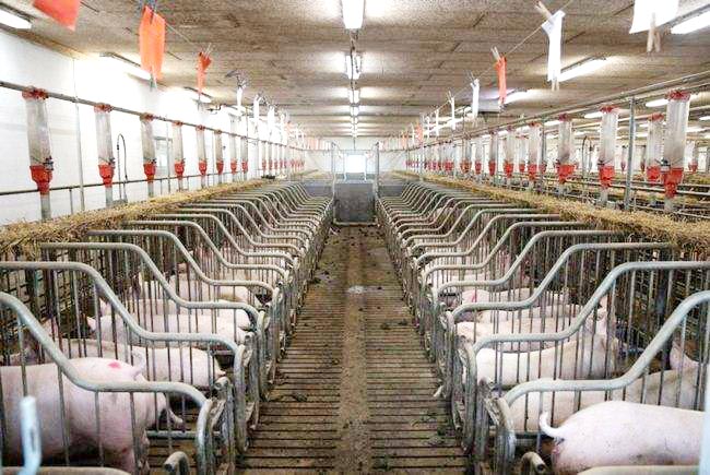 豬肉價格低位運行 “豬周期”拐點何時出現(xiàn)？