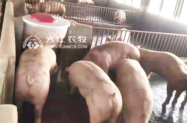 豬用干濕料槽優(yōu)點(diǎn)